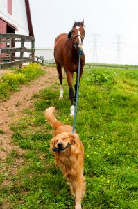 A Golden Retriever leads a horse from the barn by pulling on the lead rope. "Buddy"