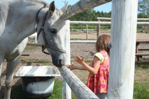 the-horse-556876_960_720